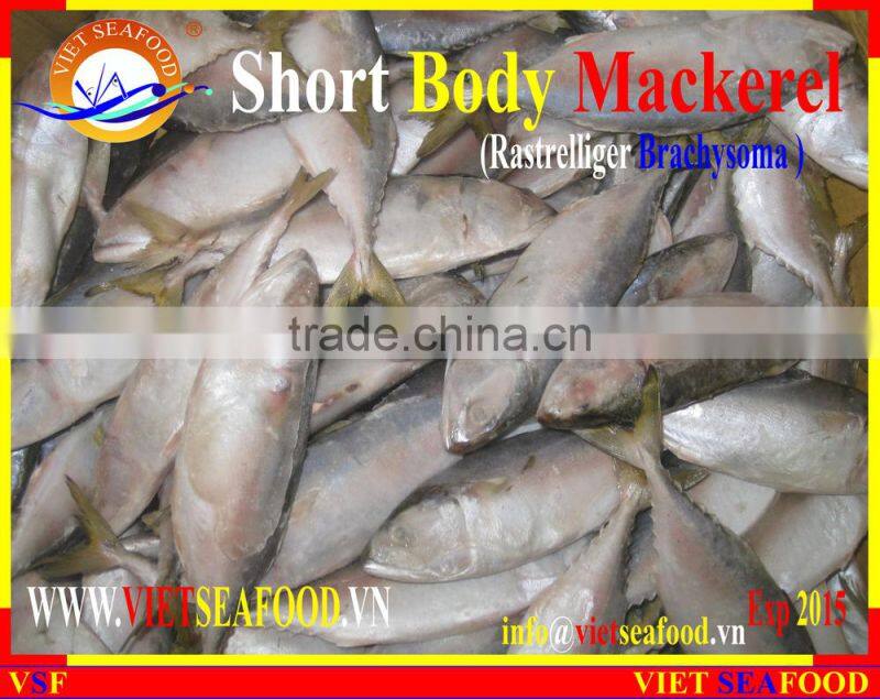 FROZEN SHORT BODY MACKEREL WHOLE ROUND