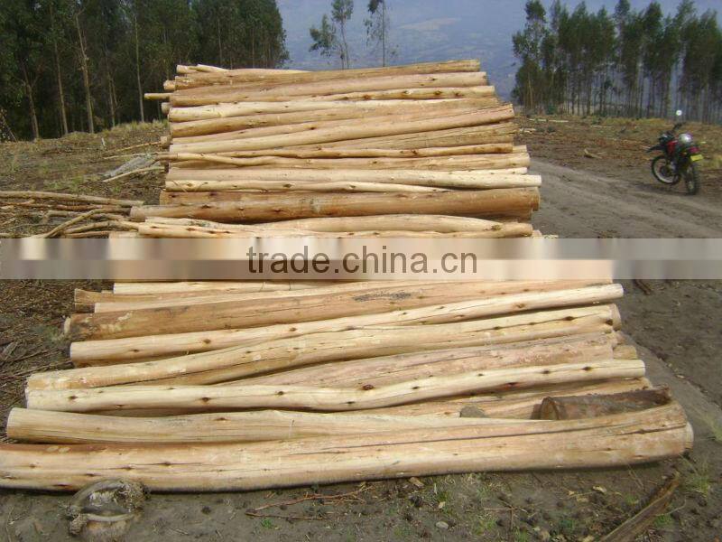 Acacia Wood 03