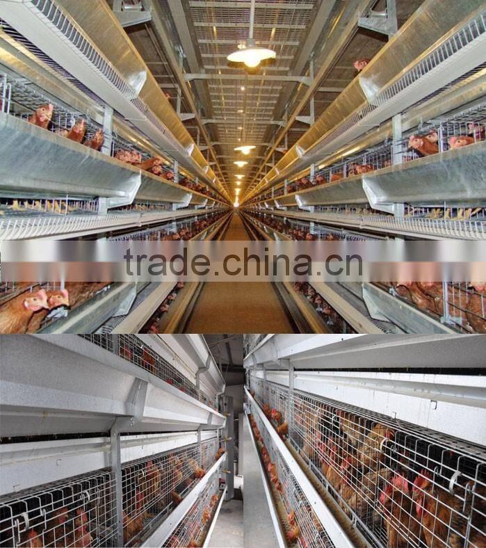 Chicken farm south africa egg layer cages