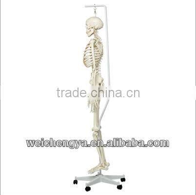 Biological Science Human Model Standard 85cm Skeleton on Pelvic Mounted Base