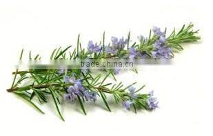 Turkish Rosemary Best Quality