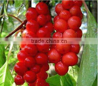 Schisandra chinensis Extract 2%-5% Schisandrins