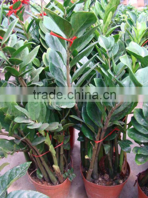 natural Zamioculcas zamiifolia for indoor ornamental decorative bonsai plants