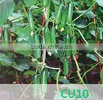 CU02 Jinyan no.4 high yield long cucumber seeds high yield vegetable seeds