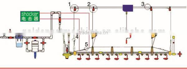 chicken drinking nipple