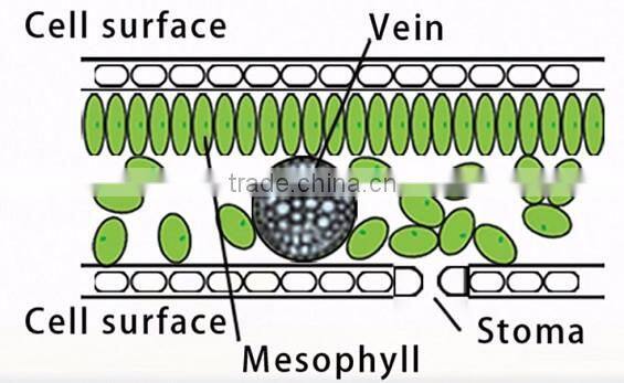 3w Desktop LED Grow Light for Indoor Flower Pot