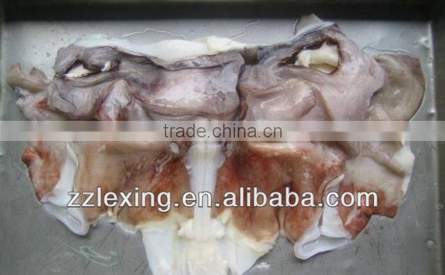 frozen giant squid
