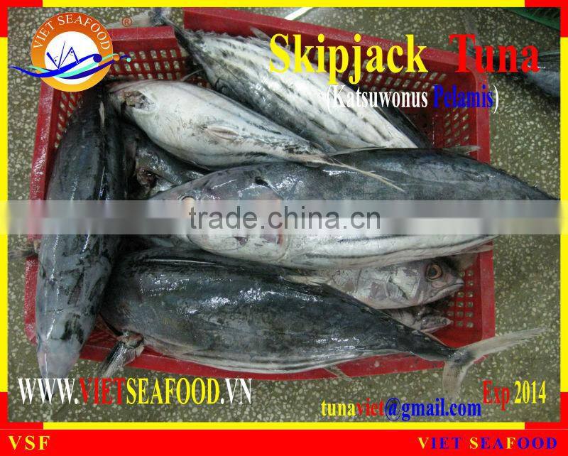 FROZEN SKIPJACK TUNA WHOLE ROUND
