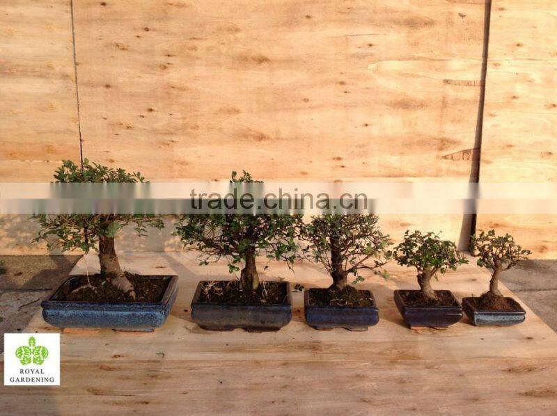 Ulmus ( Chinese Elm) bonsai tree S shape