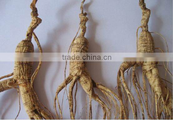 wild gensing, natural wild gensing, panax gensing,jilin gensing