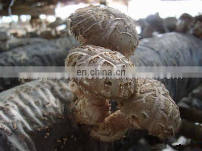 edible fungus producing machine/oyster mushroom bagging machine