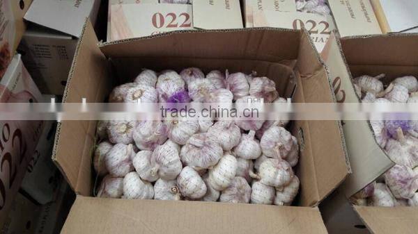 We can supply fresh garlic/ginger/potato/onion/chilli