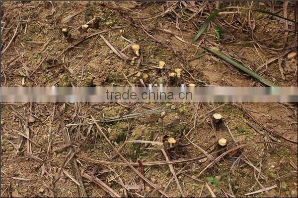 Many usage mini sugarcane machine of sugar cane harvester low price for big farm