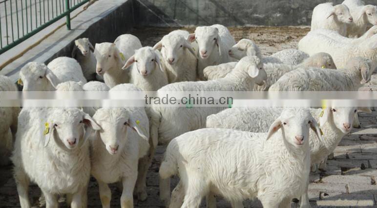 Recyclable and high efficency machine for dung of poultry floor