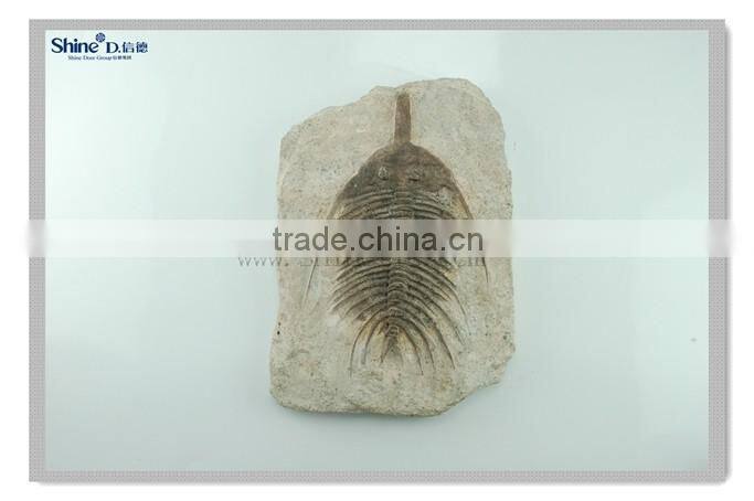 modern wall decor ocean animal fossil wall hanging decoration