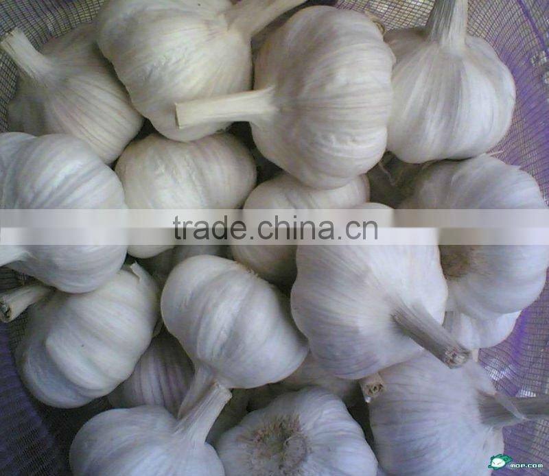 chinese fresh garlic