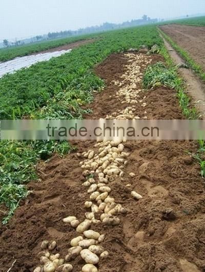 Chinese fresh potato planter supplying best quality potato