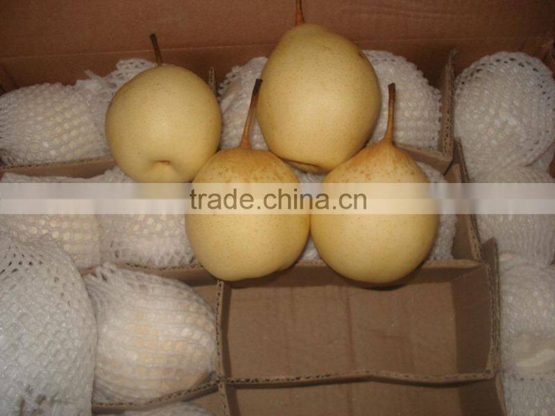 2015 new crop fresh pears bulk purchase