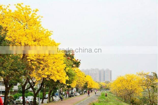 Tabebuia chrysantha