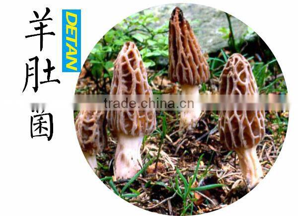 Dried Wild Morchella Conica