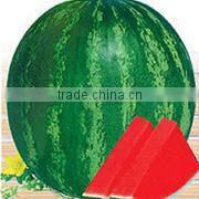 CF48 Genius 48 days extra early maturity hybrid white cauliflower seeds