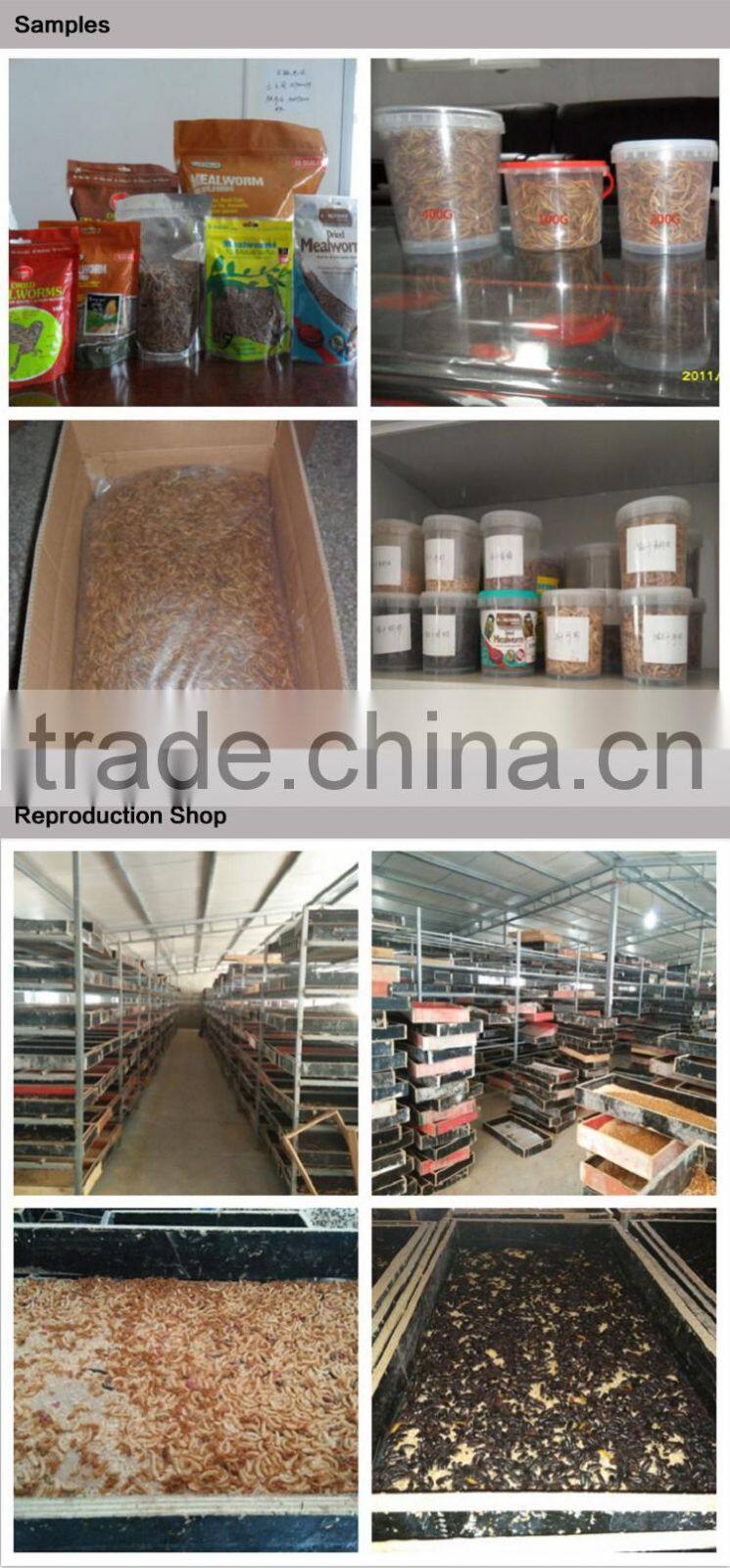 Dried Yellow Mealworm,Birds Food & aquarium fish food