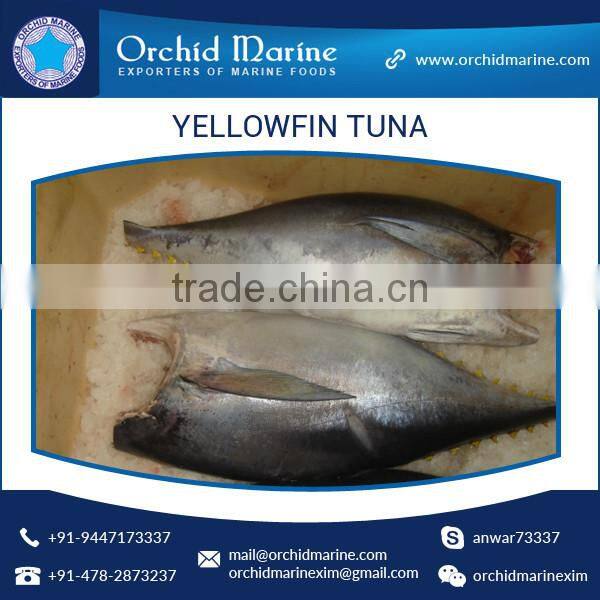 100% Fresh H&G Yellowfin Tuna Price