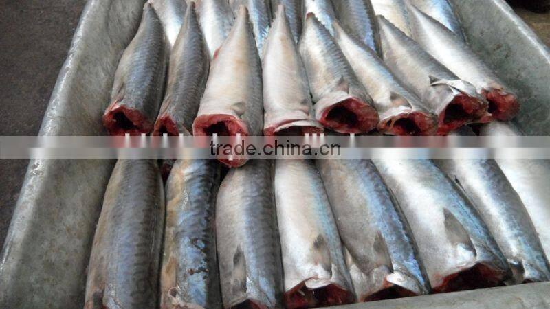land frozen pacific mackerel headless