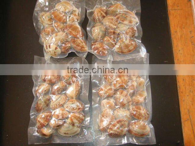 Frozen Short Neck Clam