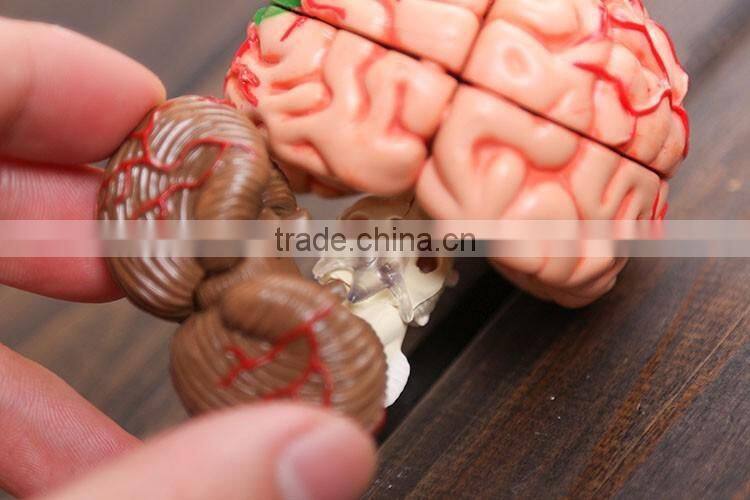 Education Toy Human brain model structure model assembled Anatomy dimensional model 32pcs set