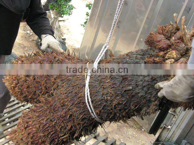 cycas revoluta multi-heads for sell