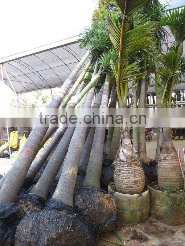 wodyetia bifurcata palm trees
