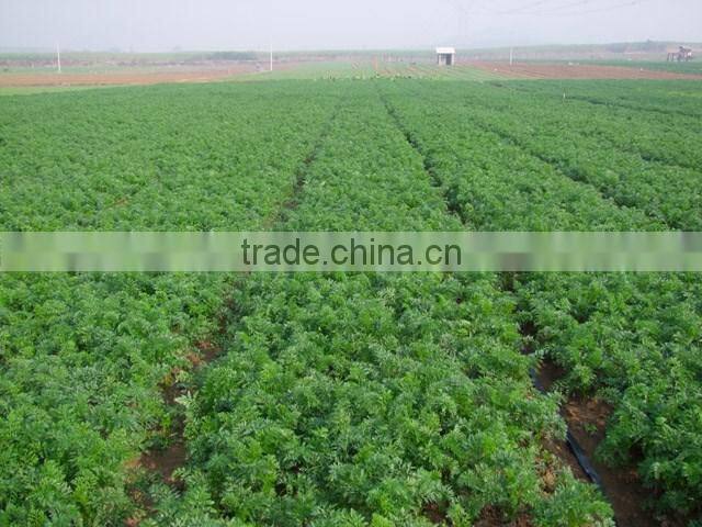 wholesale Chinese fresh carrots
