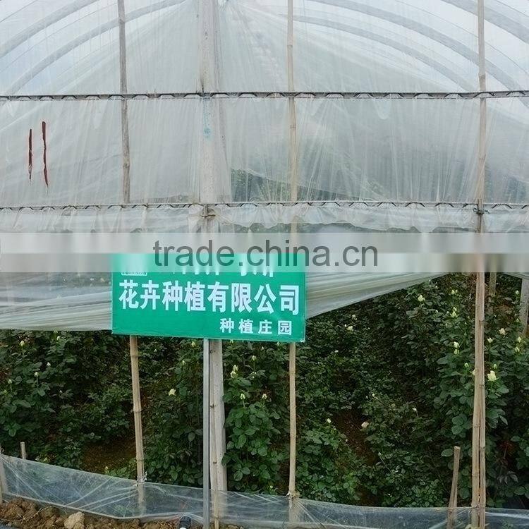 Fresh Honey gerbera plants with best prices