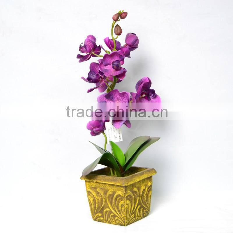Graceful Brassia Orchid In The Gilded Pot