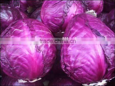 2016 Chinese fresh red cabbage/fresh purple cabbage frozen cabbage