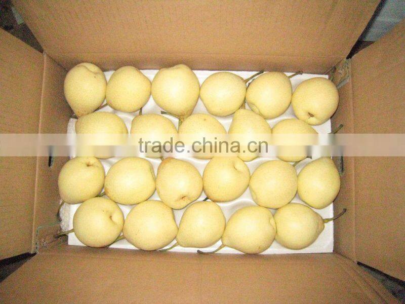 Super Shandong Pear Packed in Carton