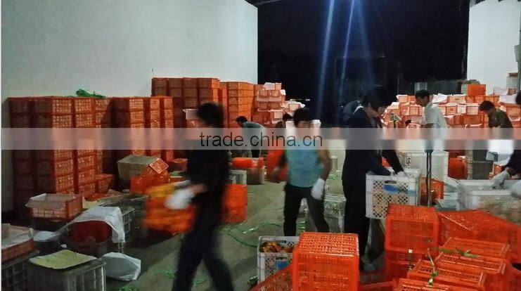 fresh seedless lime orange fresh fruit