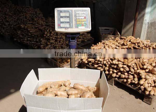 china air dry ginger