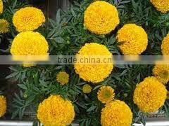 China Qingdao BNP Supplies Best Quality tagetes erecta extract powder