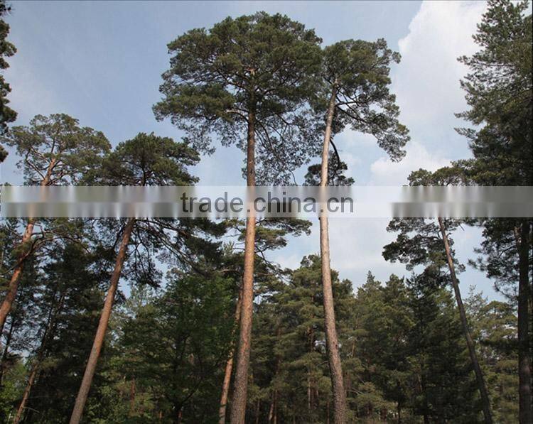 The outdoor decoration plant outdoor plants Changpai Scotch Pine seedling