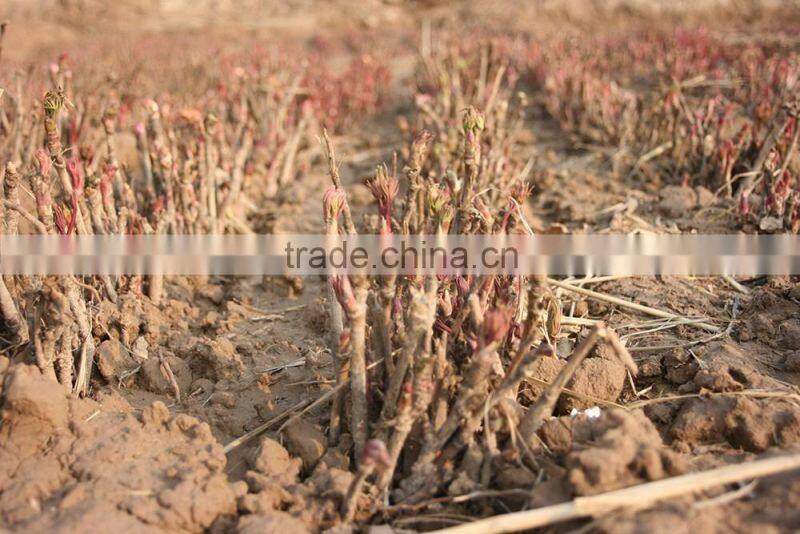 Paeonia suffruticosa Andrews peony seedling