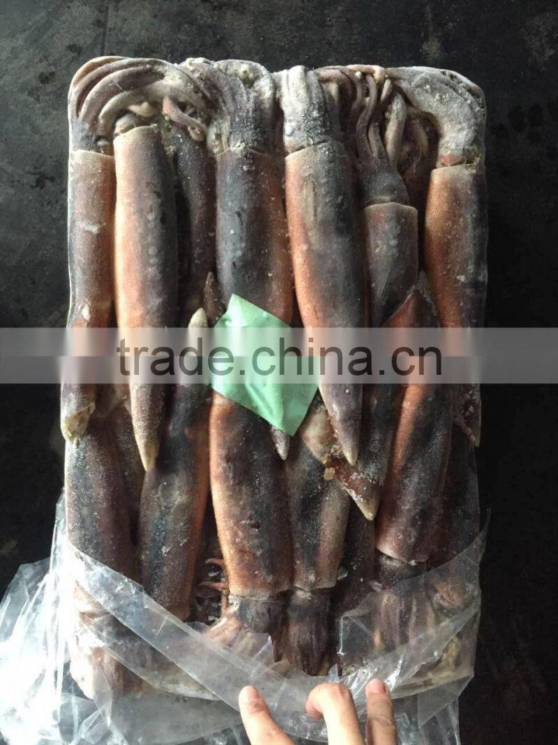 Frozen argentinus argentina illex squid exporter