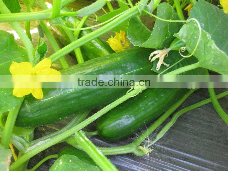 Hana F1 Hybrid Cucumber Seeds