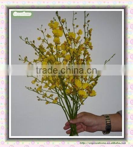 Oncidium orchid seedling