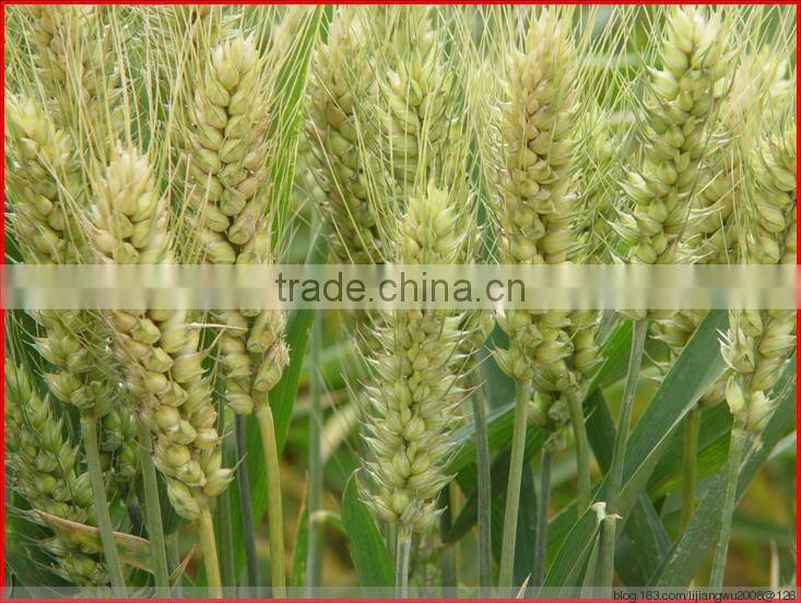 wheat gluten meal factory price