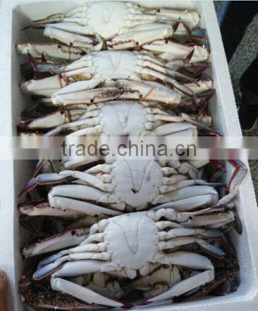 blue swimming crab good product