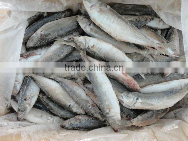 Frozen SardineFish