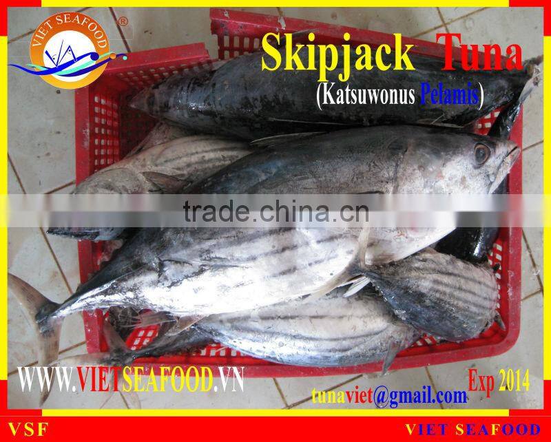 FROZEN SKIPJACK TUNA WHOLE ROUND