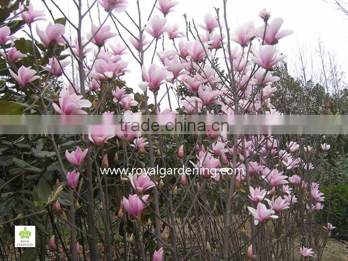 magnolia soulangeana flower trees